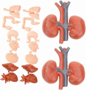 2 Sets Anatomically Detailed Human Organ Models for Interactive Anatomy Learning Tools for Montessori Education Includes Brain Heart Lungs Liver Stomach Kidneys Per