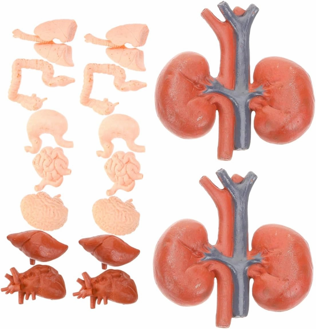 2 Sets Anatomically Detailed Human Organ Models for Interactive Anatomy Learning Tools for Montessori Education Includes Brain Heart Lungs Liver Stomach Kidneys Per
