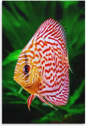 500 Pieces Jigsaw Puzzles for Adults Teens Nice Tropical Discus Fish Interesting Parent-Childs Family Entertainment Leisure Fun Interactive Wooden