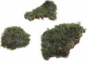 BESSTUUP Armor in 1:35 Scale, The Lichen Moss Soil Turf