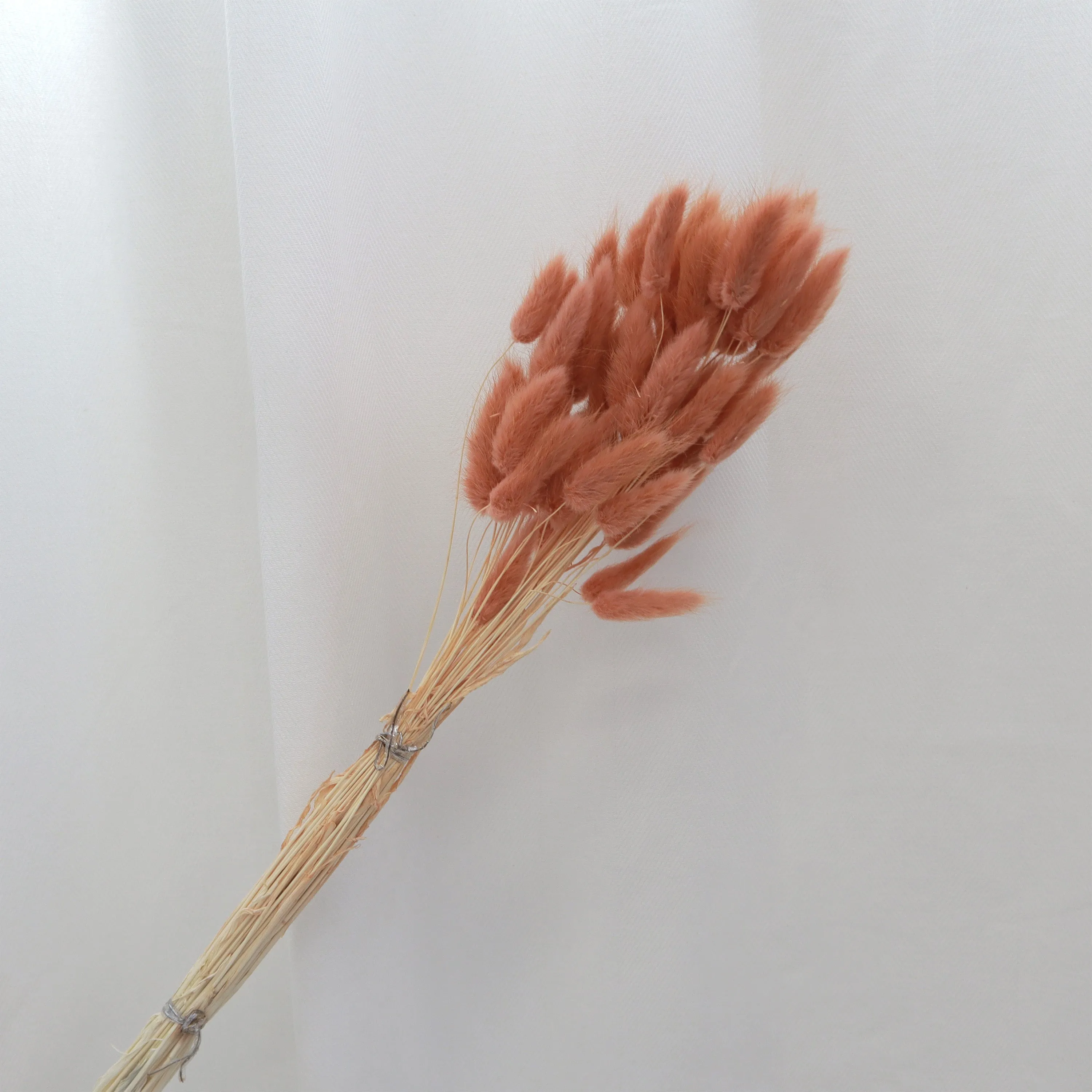 Bunny Tails Apricot