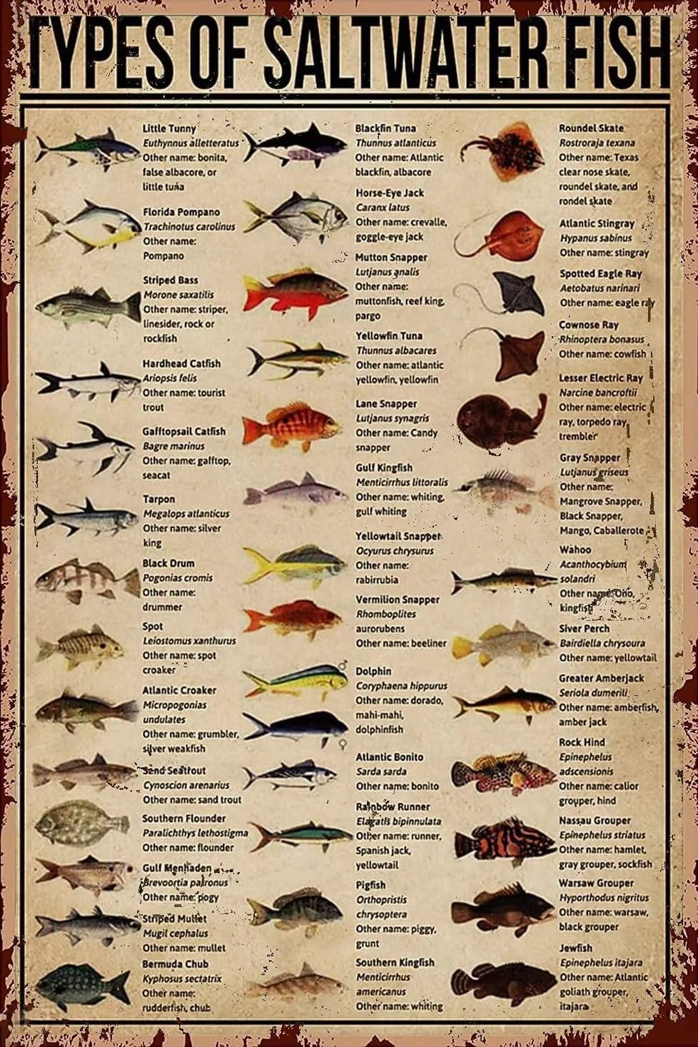 Fishing 500 Piece Jigsaw Puzzle for Adults and Families -Types of Saltwater Fish Knowledge Wooden Jigsaw Puzzle - Family Fun & Leisure Beginner Jigsaw Puzzle Toys
