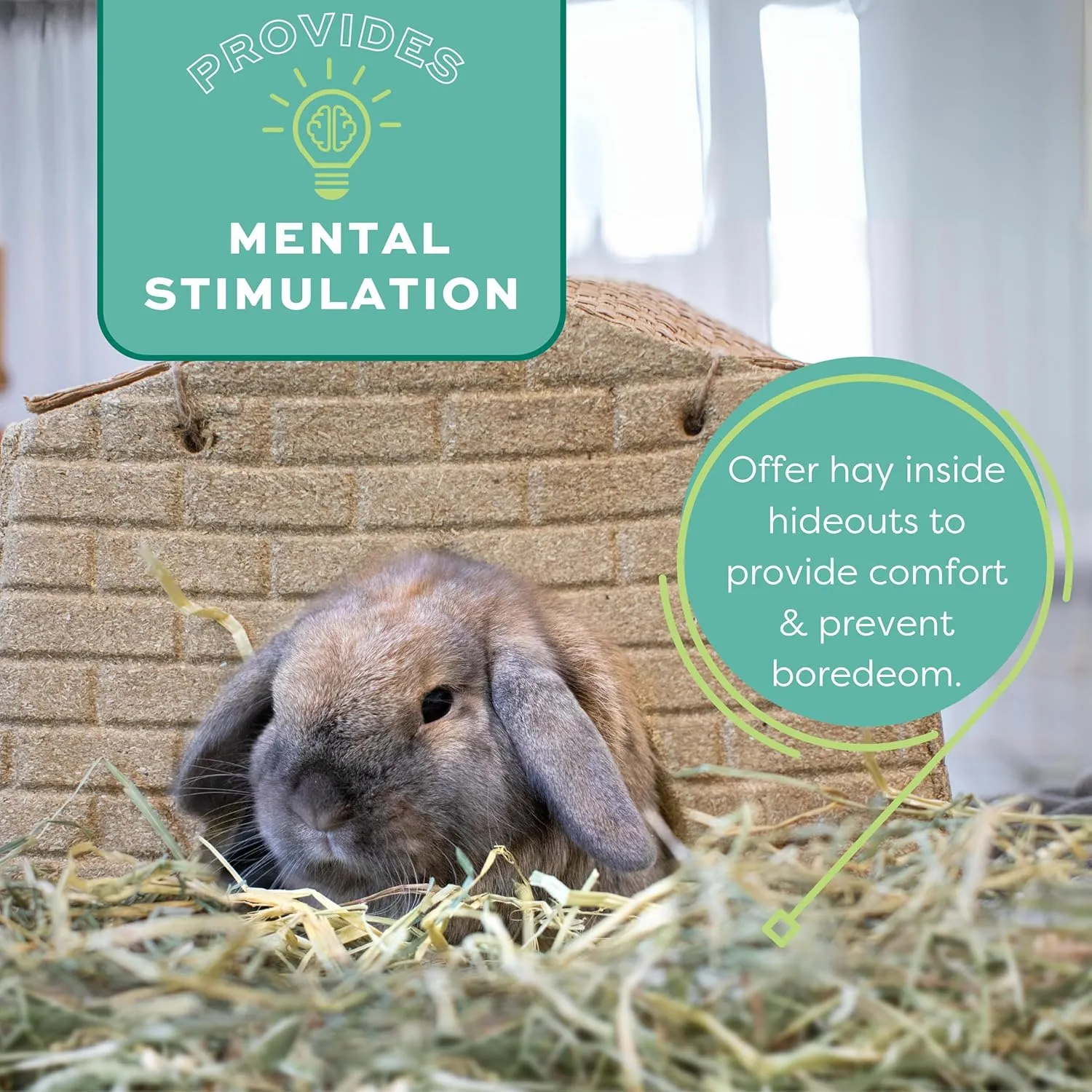 Oxbow Animal Health Orchard Grass, Guinea Pig Hay, Rabbit Hay, Small Pet Bunny Supplies, All Natural Grass for Guinea Pig, Bunny, Chinchilla & Hamster, Oxbow Rabbit Supplies for Bunnies, 9 lb. box