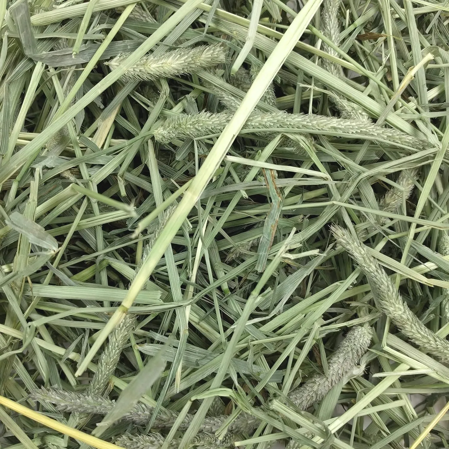 Oxbow Animal Health Western Timothy Hay, Guinea Pig Hay, Small Pet Bunny Supplies, All Natural Grass for Guinea Pig, Bunny, Chinchilla & Hamster, Oxbow Rabbit Supplies for Bunnies, 90 oz. bag