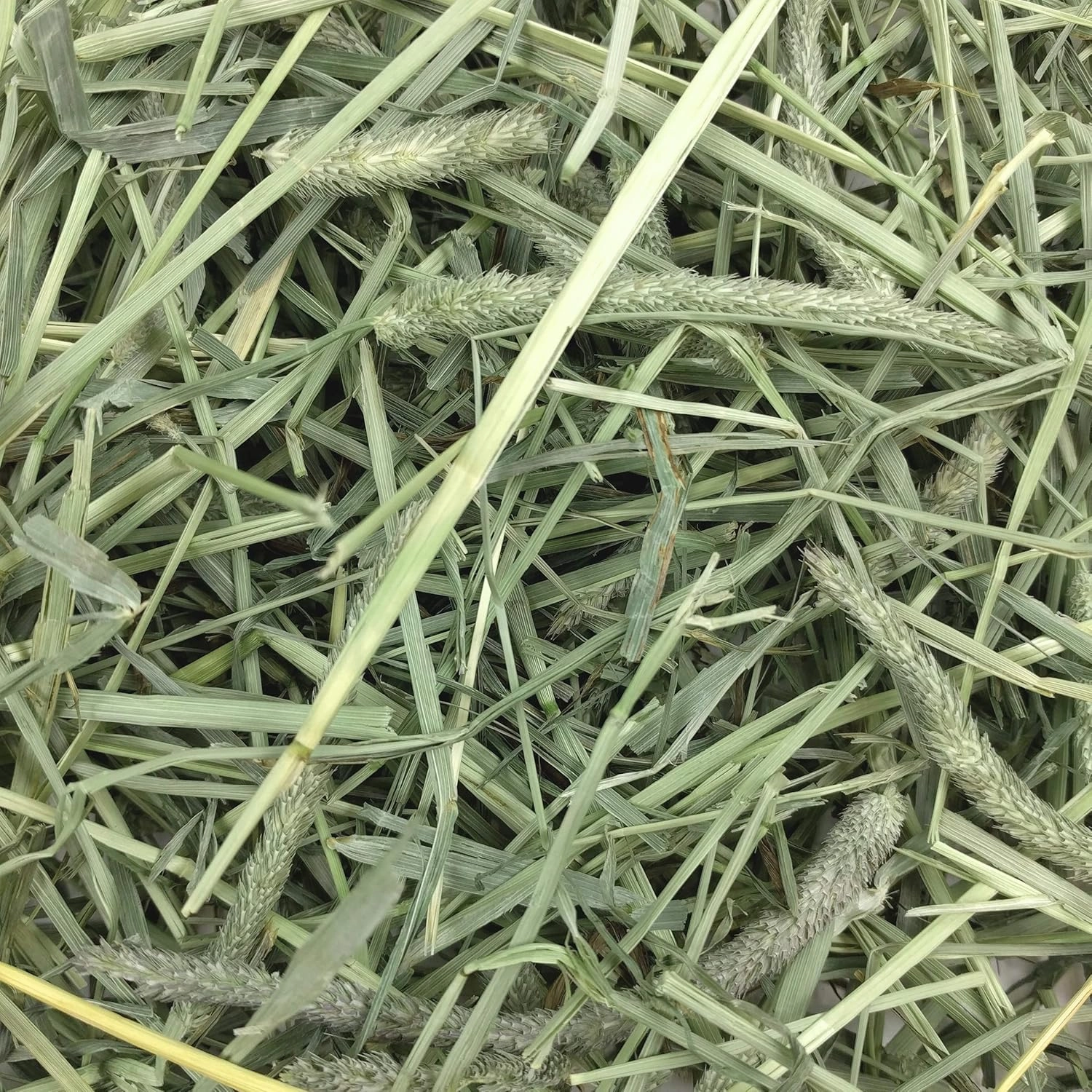 Oxbow Animal Health Western Timothy Hay, Guinea Pig Hay, Small Pet Bunny Supplies, All Natural Grass for Guinea Pig, Bunny, Chinchilla & Hamster, Oxbow Rabbit Supplies for Bunnies, 25 lb box
