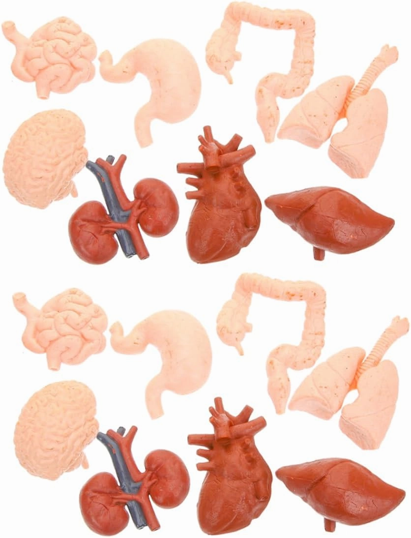 UPKOCH 2 Sets Interactive Anatomy Models Life Human Torso Organ Models with Removable Heart Brain Lungs for Classroom Education Montessori Learning for Medical Students