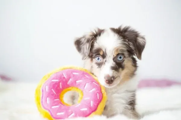 Zippy Burrow Sniff 'n Search Squeaky Dog Toy, Donutz Box